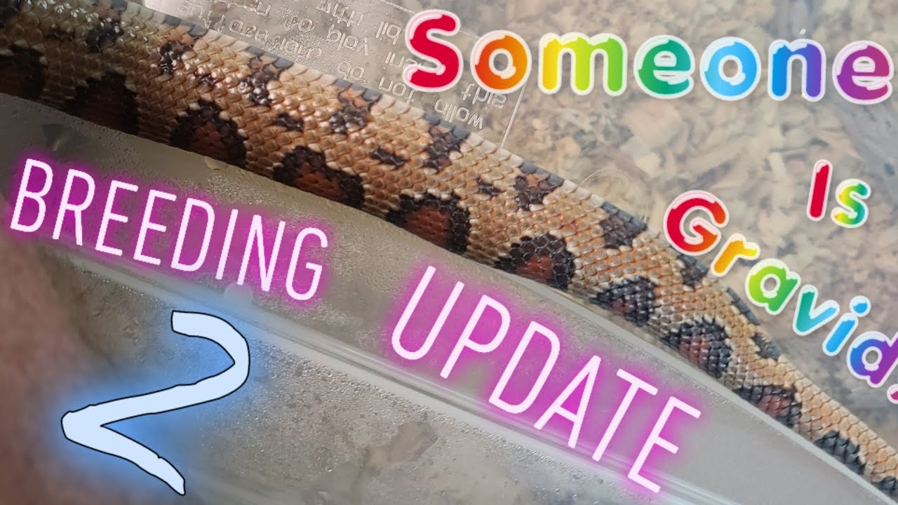 2021 Breeding Season - Breeding Update 2