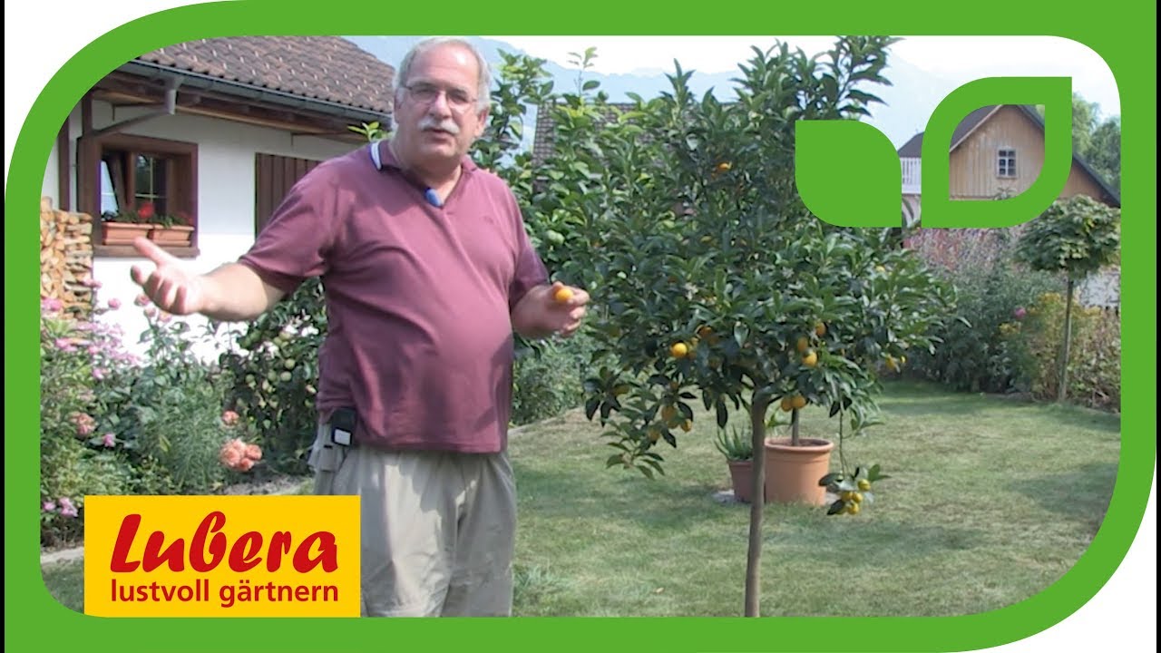 Pflegetricks f&uuml;r die Kumquat