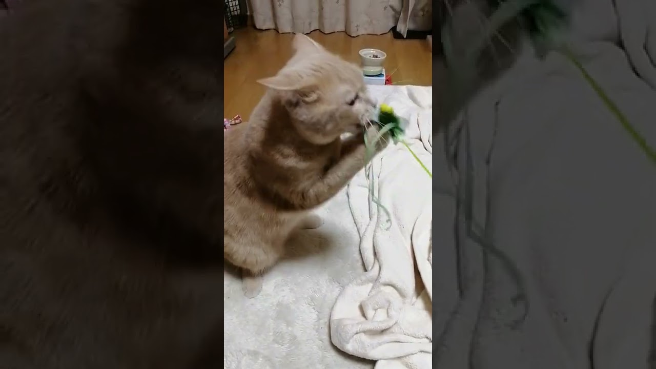 紐を噛みちぎろうとする女子