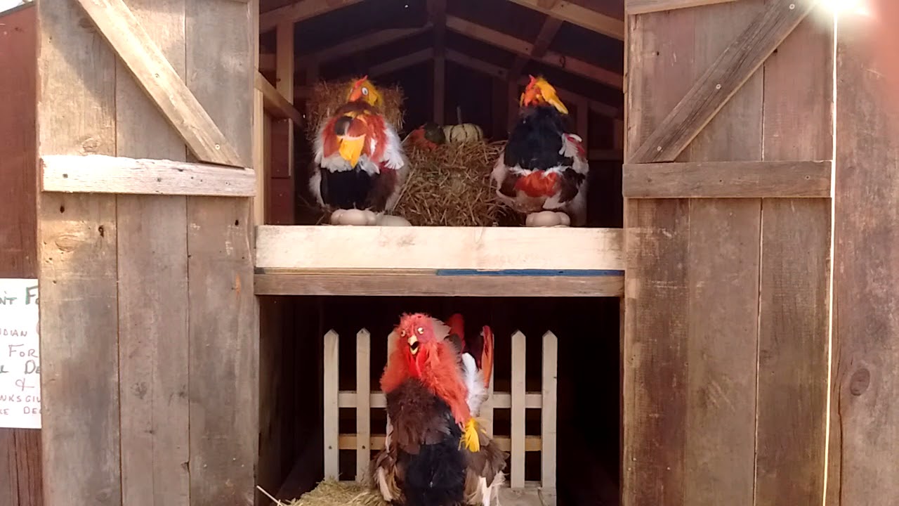 Animatronic Chickens in barn