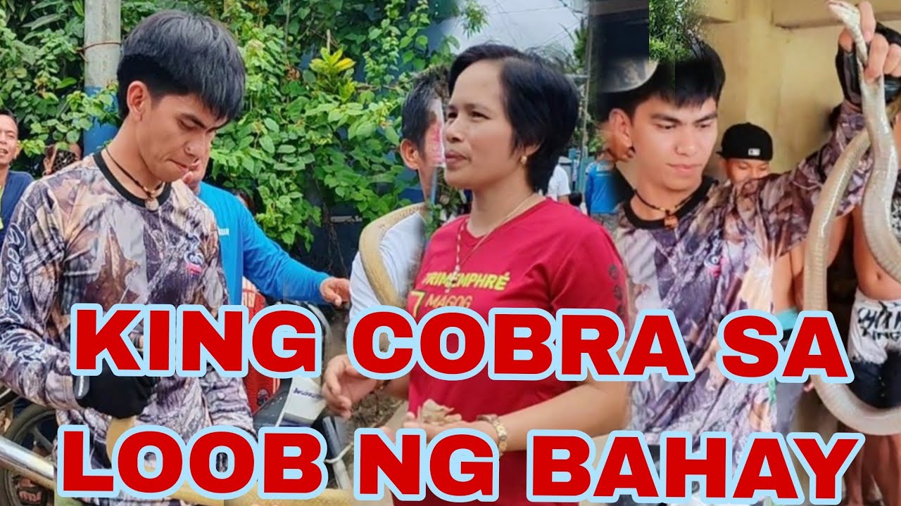 PUMASOK SA LOOB NG BAHAY ANG KING COBRA 