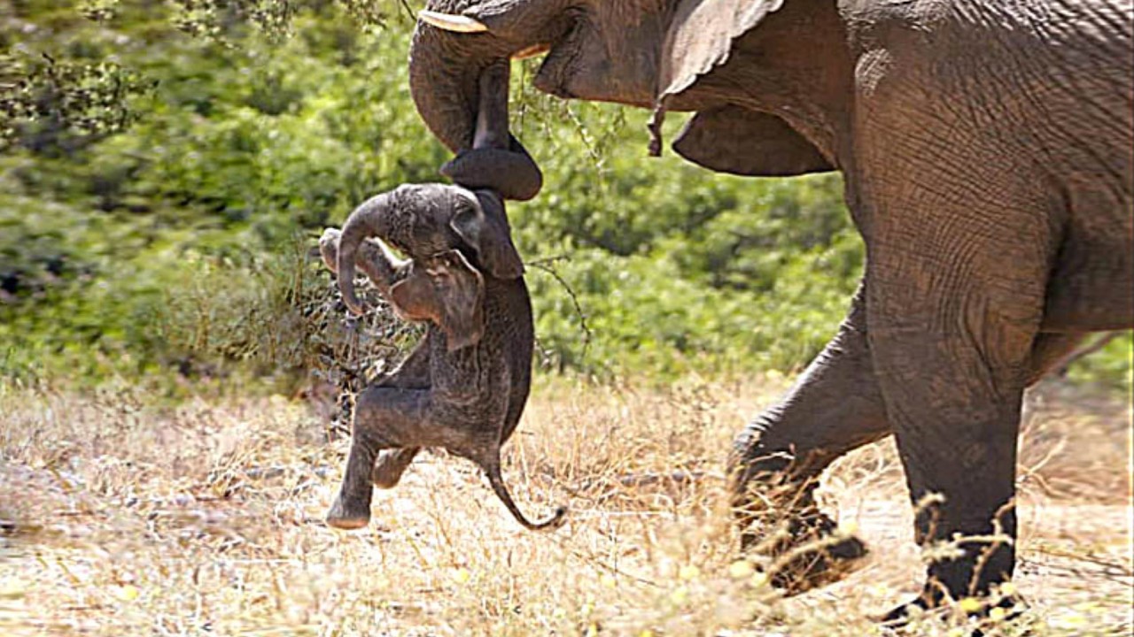 Play Today, Survive Tomorrow: The Secret Life of Baby Elephants