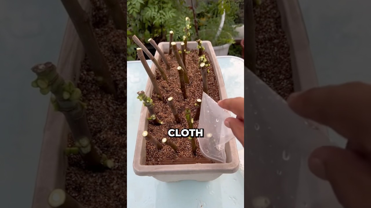 Why would this farmer cut down a perfectly healthy fig tree?