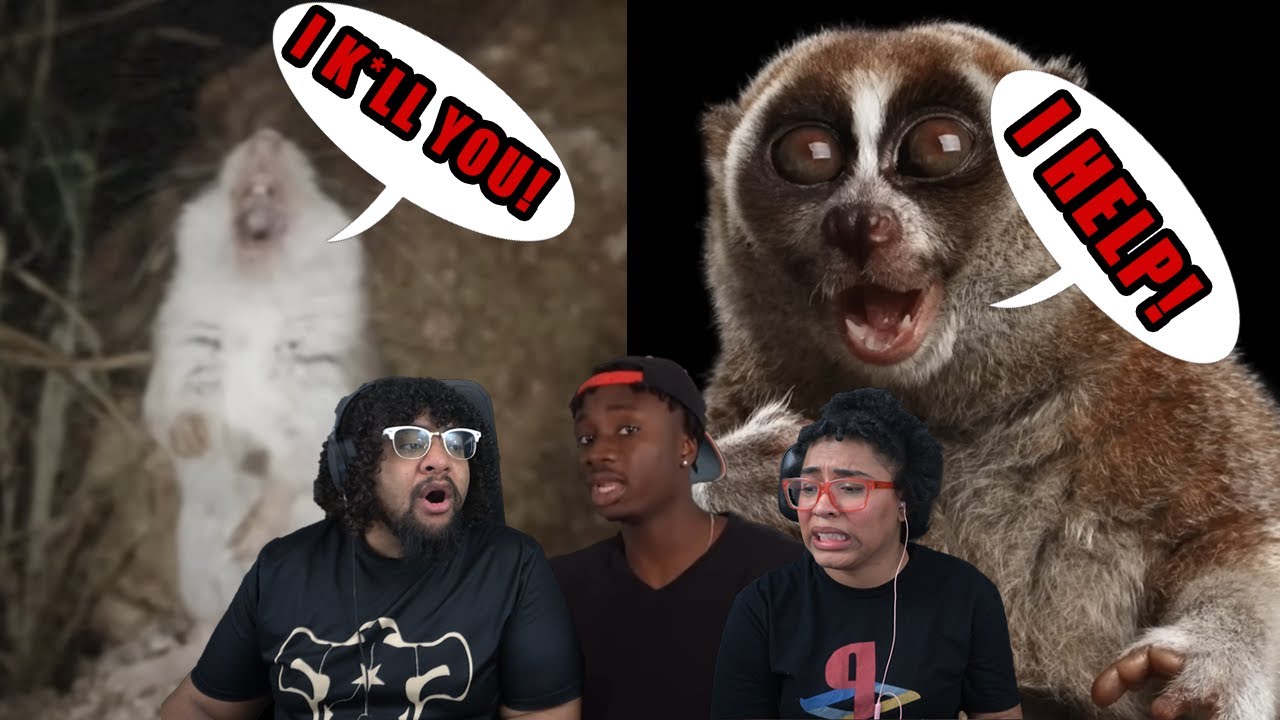 Casual Geographic: Милые животные, способные на убийство!