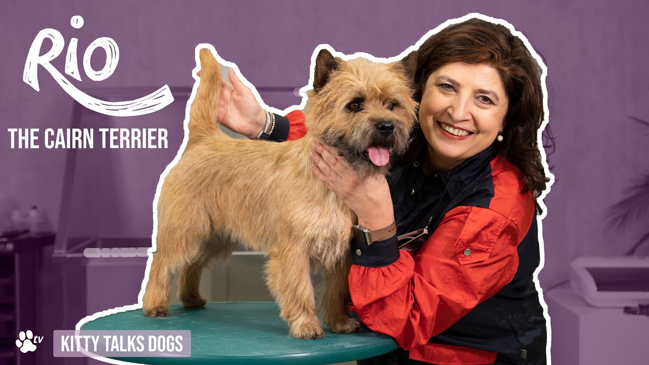 Show Grooming | Rio the Cairn Terrier Dog | Kitty Talks Dogs - TRANSGROOM
