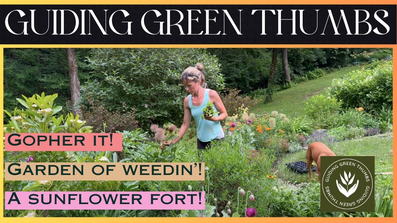 A SUNFLOWER FORT // GOPHER IT! // HOME GARDEN OF WEEDIN'