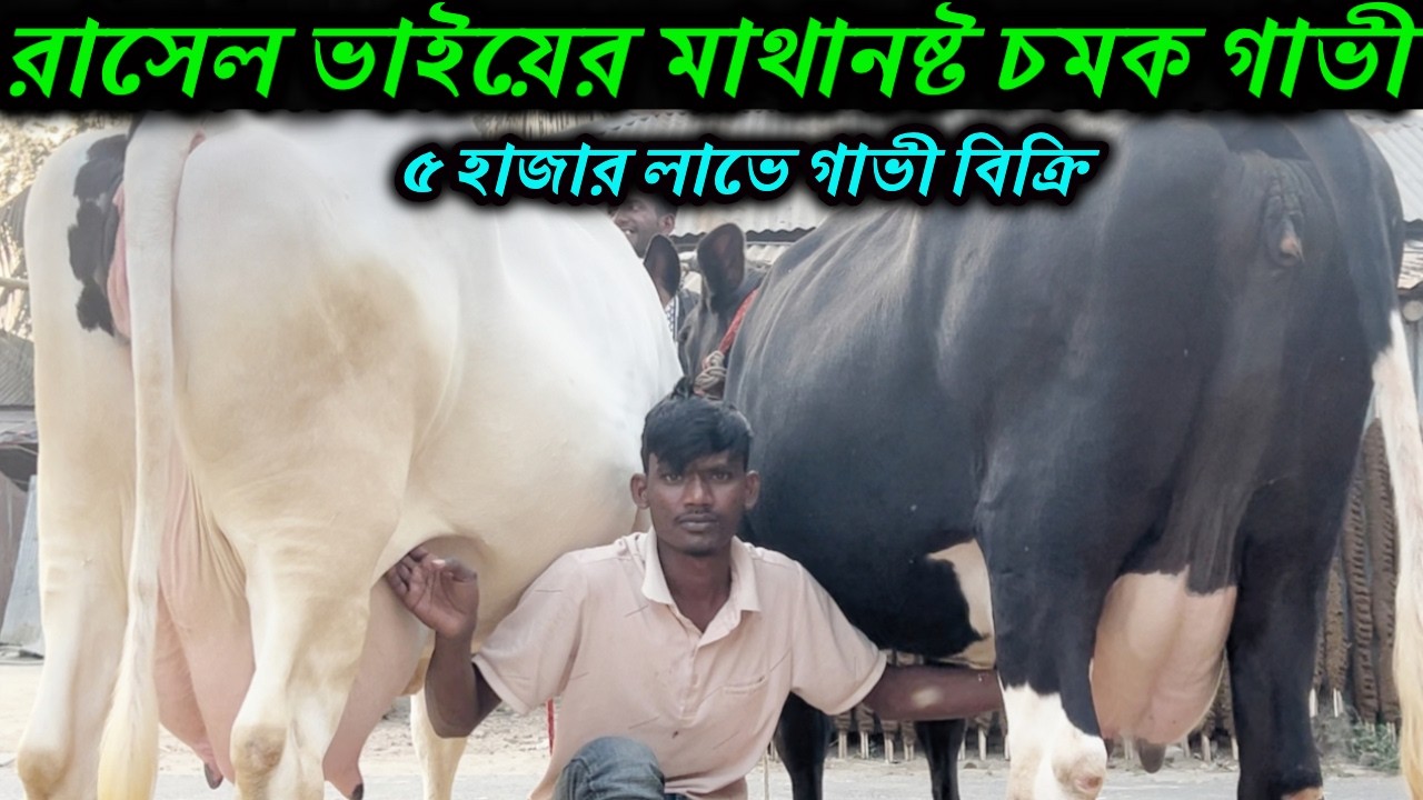 রাসেল ভাইয়ের মাথানষ্ট চমক গাভী ! ২০-২৭ লিটারের মধ্যে বাচ্চা সহ দুধের গাভী
