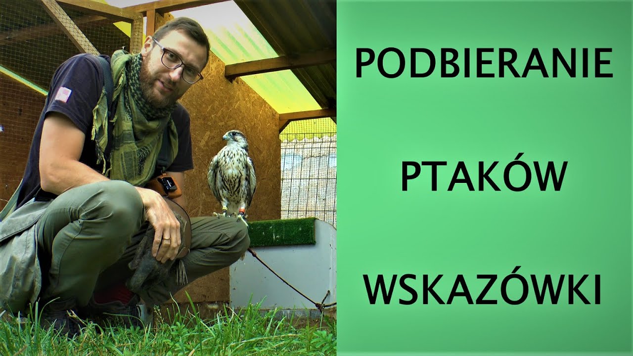 Podbieranie sokołów jastrzębi z siedziska