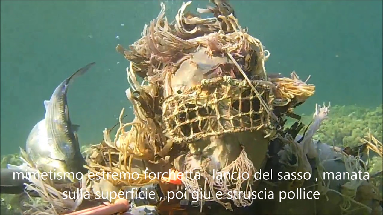 pesca sub lo struscia pollice e il mimetismo