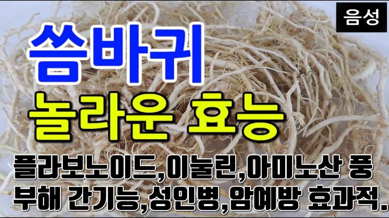 [씀바귀 효능] 자연이 주는 건강 보물, 씀바귀! 면역력 강화부터 소화 촉진까지💪
