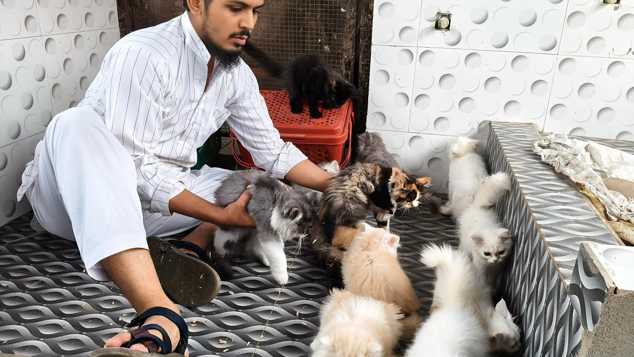 India ki cat farming || cat farming || cat