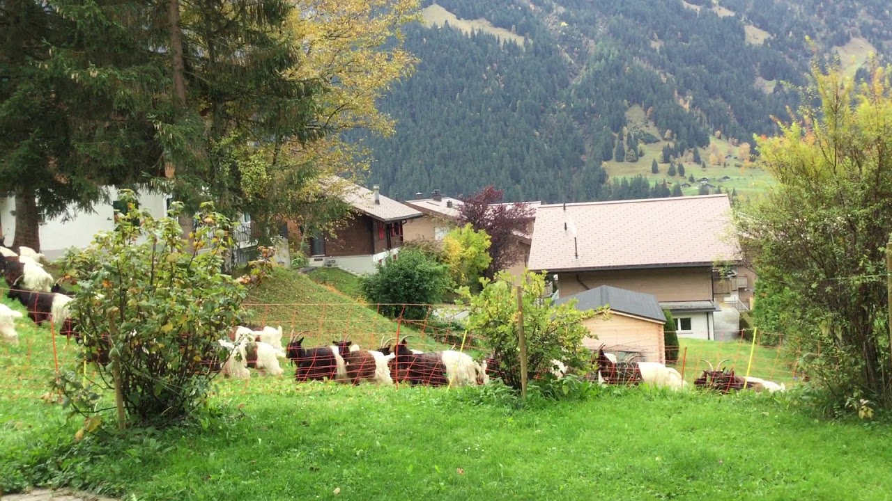 Valais Blackneck in Grindelwald