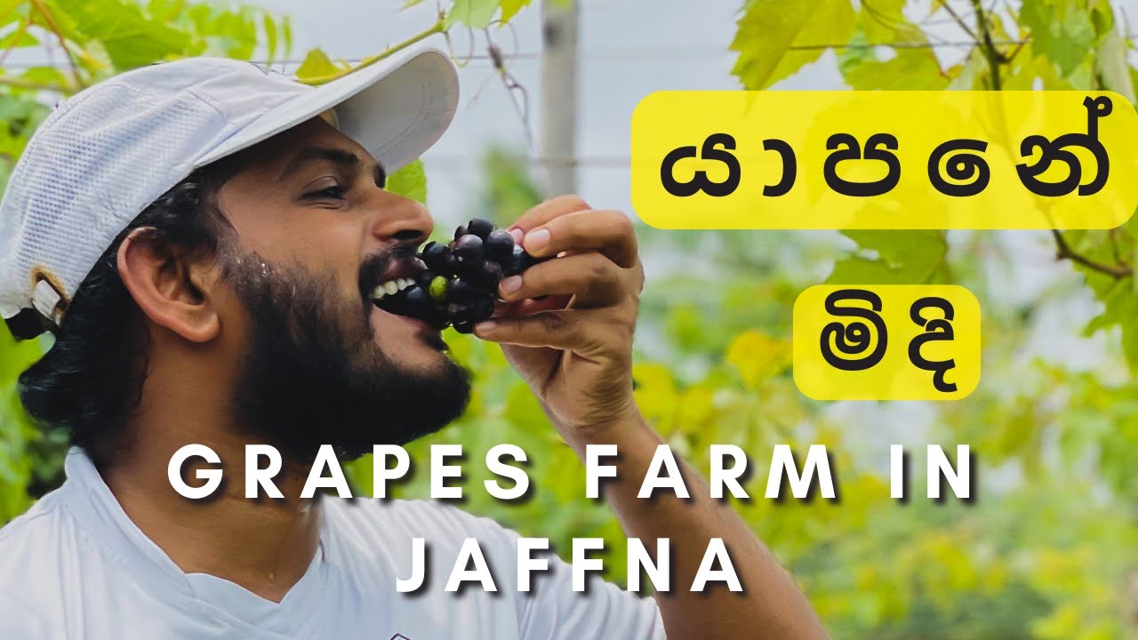 Grapes farm in Jaffna | යාපනේ මිදි