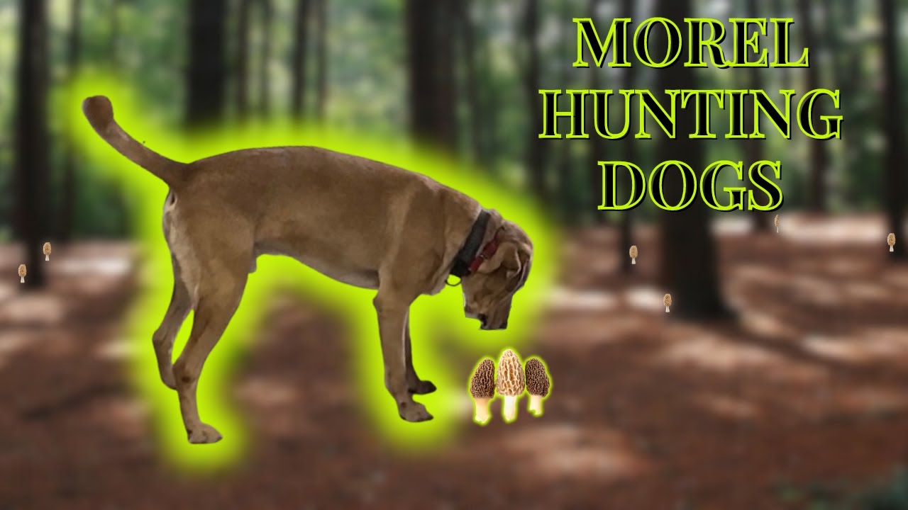7 steps to train your dog as a  Morel Master
