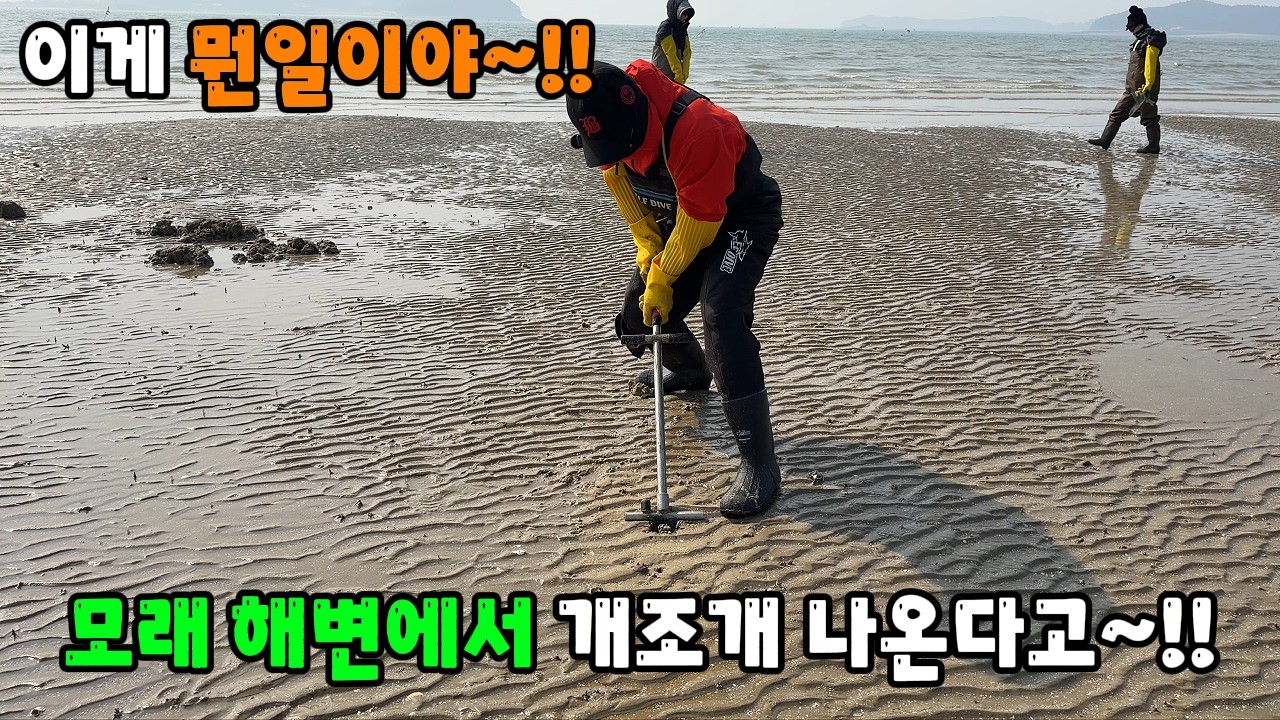 안면도 최고의 해루질 포인트~  물빠지면 해변에서 나온다~!!