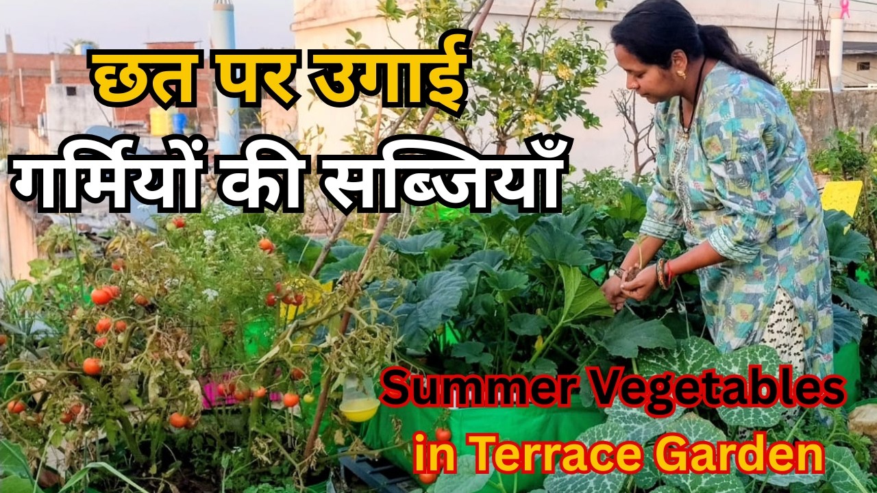 छत के गार्डन में कौन-कौन सी गर्मियों की सब्जियाँ लगी हैं | Summer Vegetables in Terrace Garden