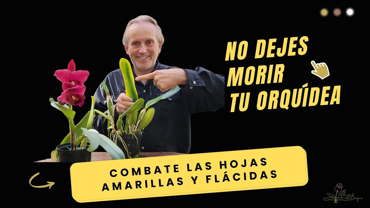 El error que está acabando tus orquídeas: Identifica deficiencias de nutrientes.
