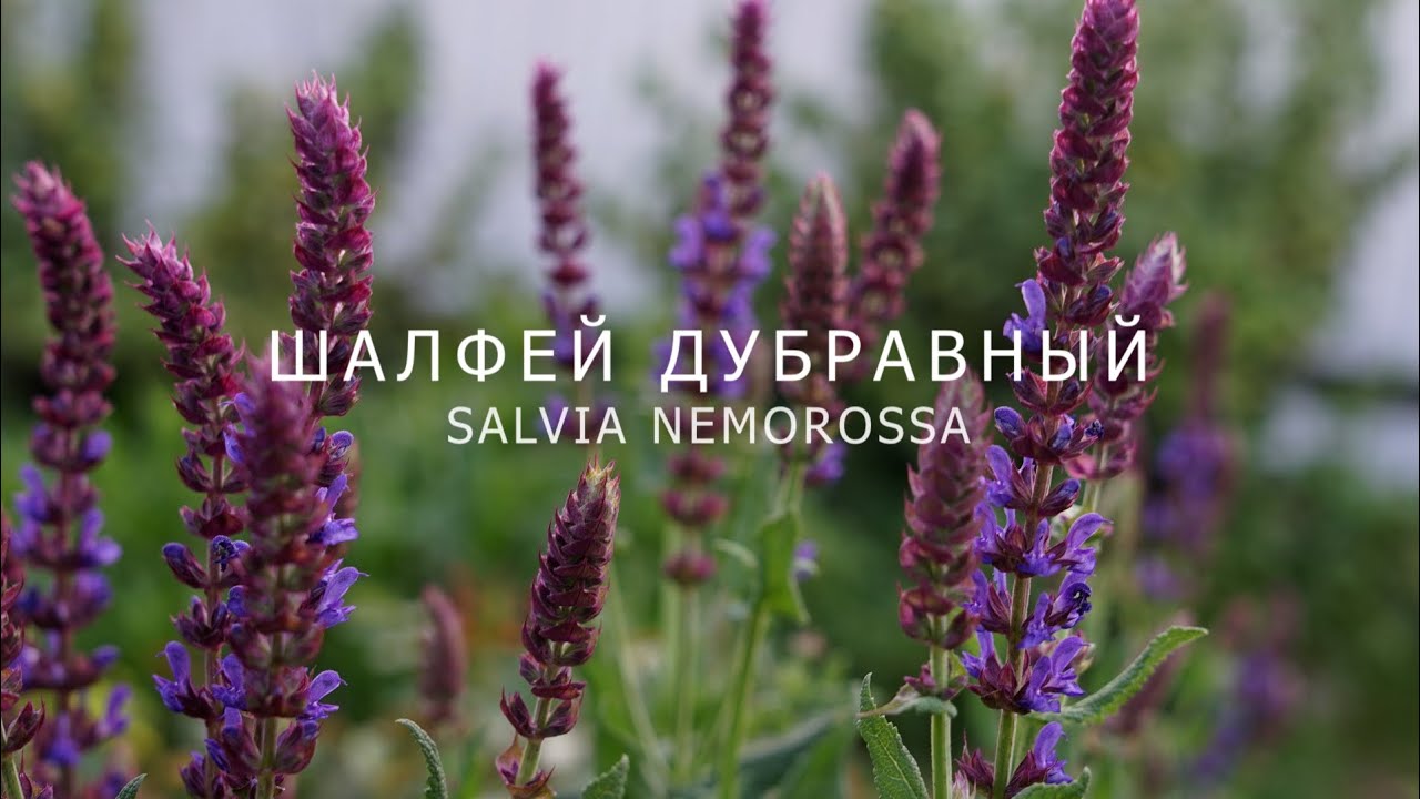 ШАЛФЕЙ ДУБРАВНЫЙ ОТ ПОСЕВА И ДО ЦВЕТЕНИЯ (SALVIA NEMOROSSA)