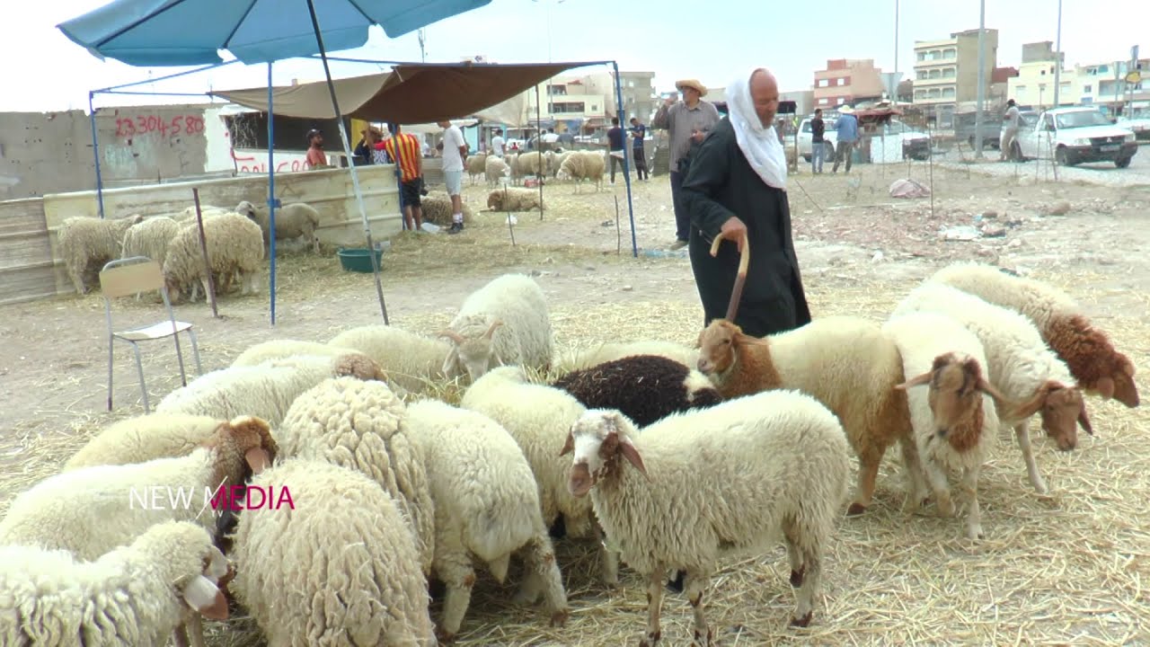 غلاء أسعار الأضاحي : إلي تسألو يقولك العلفة غالية .. علوش ب 1500 د يوكلو فيه في الذهب 