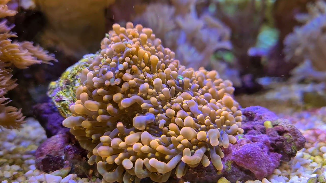 Riffaquaristik Meerwasser Red Sea Reefer 170 -》 Guten Rutsch ins neue Jahr 2022