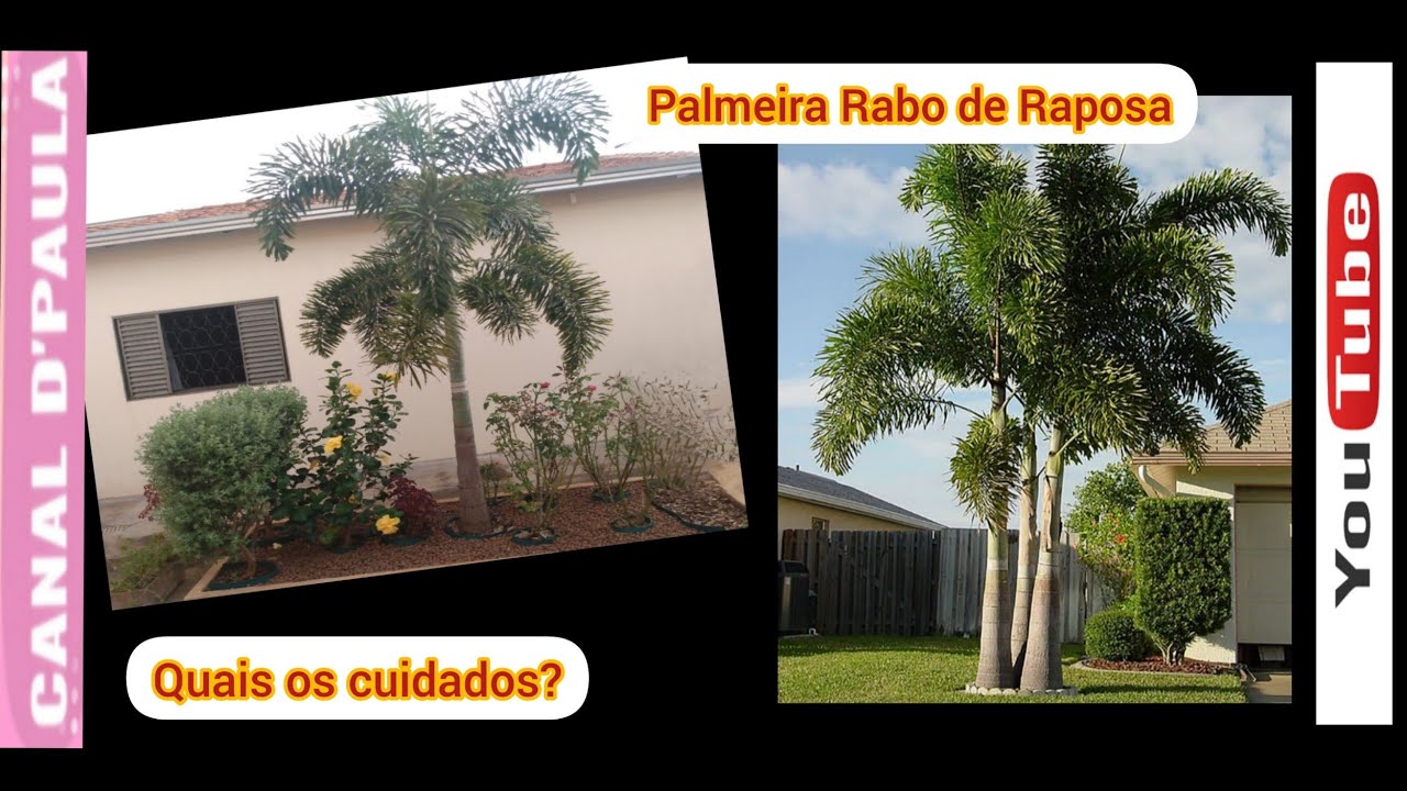 Palmeira Rabo de Raposa / Dicas de como cuidar e quanto cresceu...