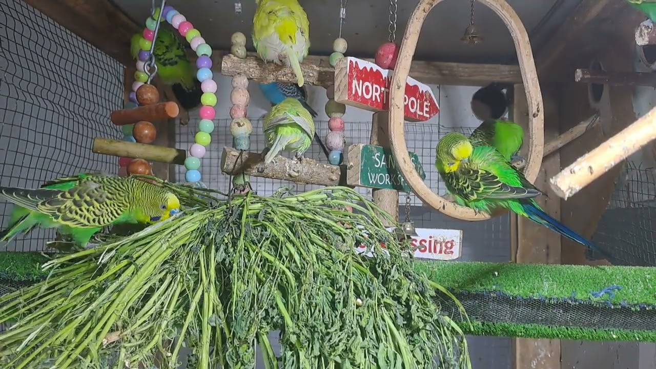 “Talkative parrot vibes 💬🦜 #FunnyPets #Trend”