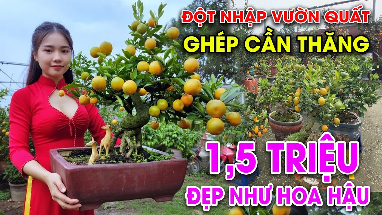 TẾT 2026 - QUẤT GHÉP CẦN THĂNG GIÁ RẺ CỰC ĐẸP TẠI TỨ LIÊN