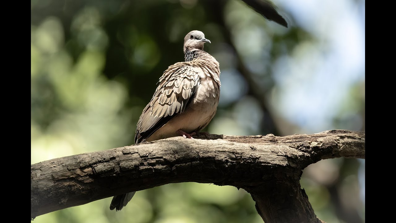 Spotted Dove:#birds #wildlife #wildlifephotography #nature #birdwatching #wildlifewatching