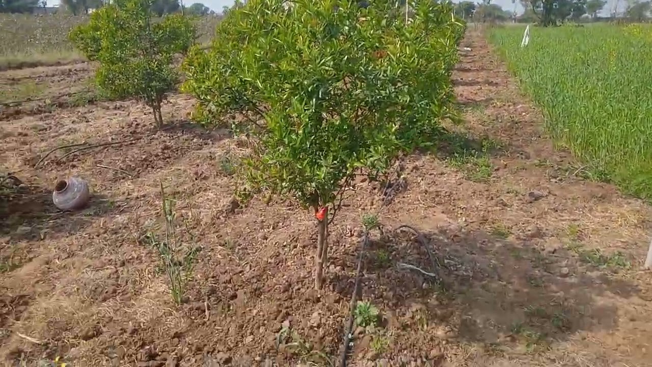 आज अनार में (canona) दवा का स्प्रे किया#promegrante plant vlogs #my daliy vlogs village farmers life