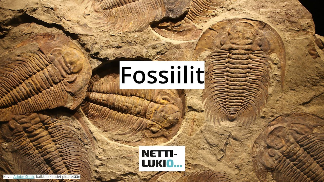 Biologia: Fossiilit (lukio)