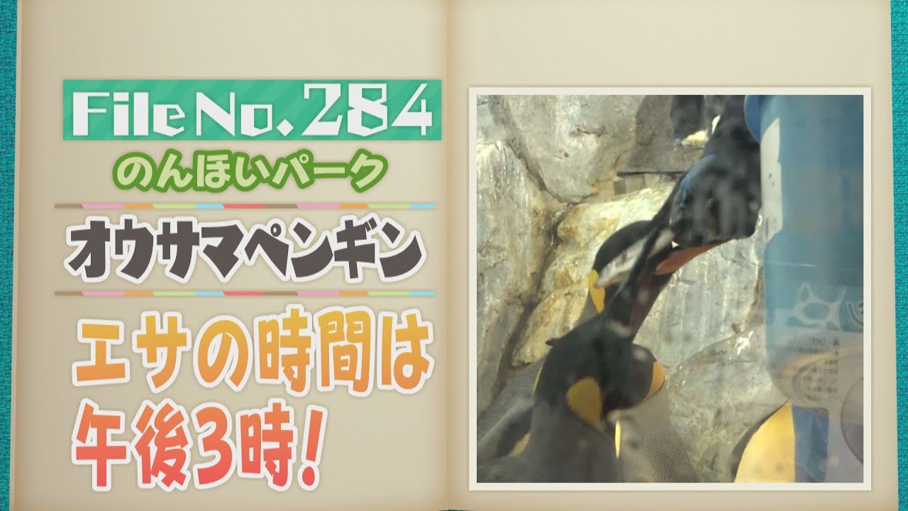 眠り方がユニーク！ 腹ばいや立ったまま… 豊橋のんほいパークのオウサマペンギン【どうぶつZOO鑑】