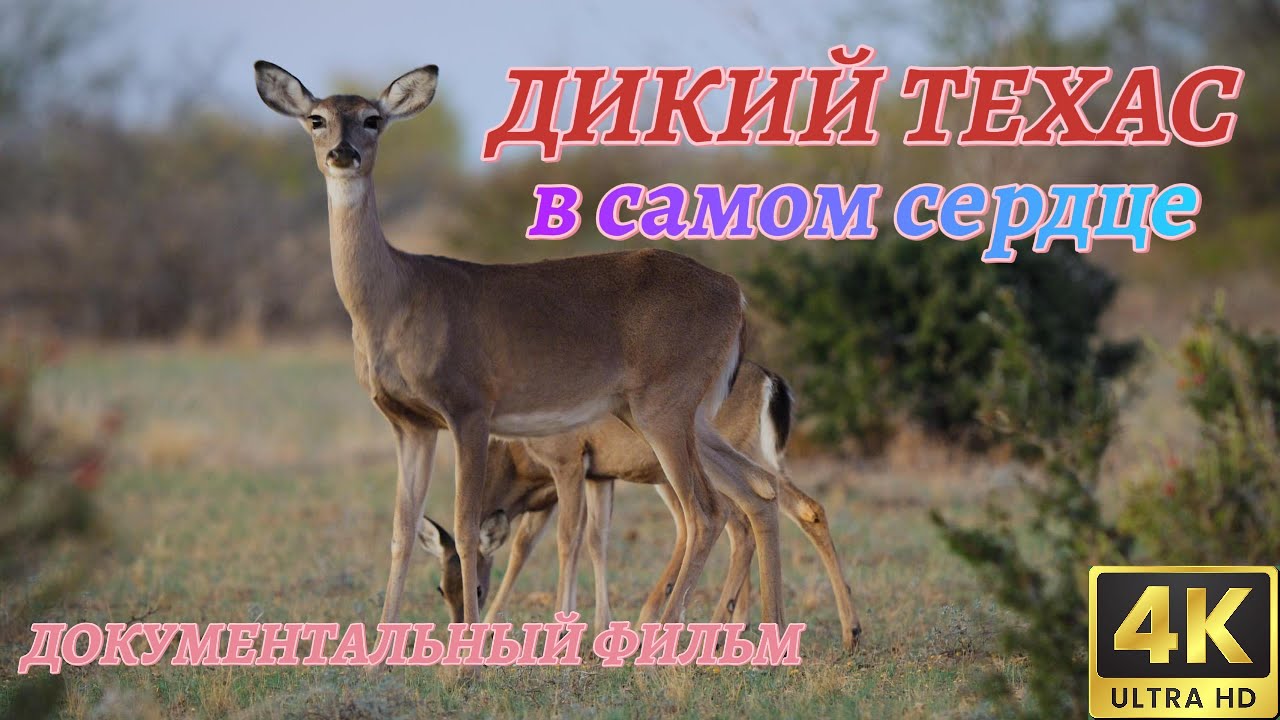 Мир Дикой Природы. Дикий Техас. Документальный Фильм 4K.