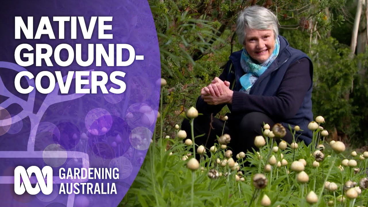 The best native groundcover plants for your garden | Australian native plants | Gardening Australia