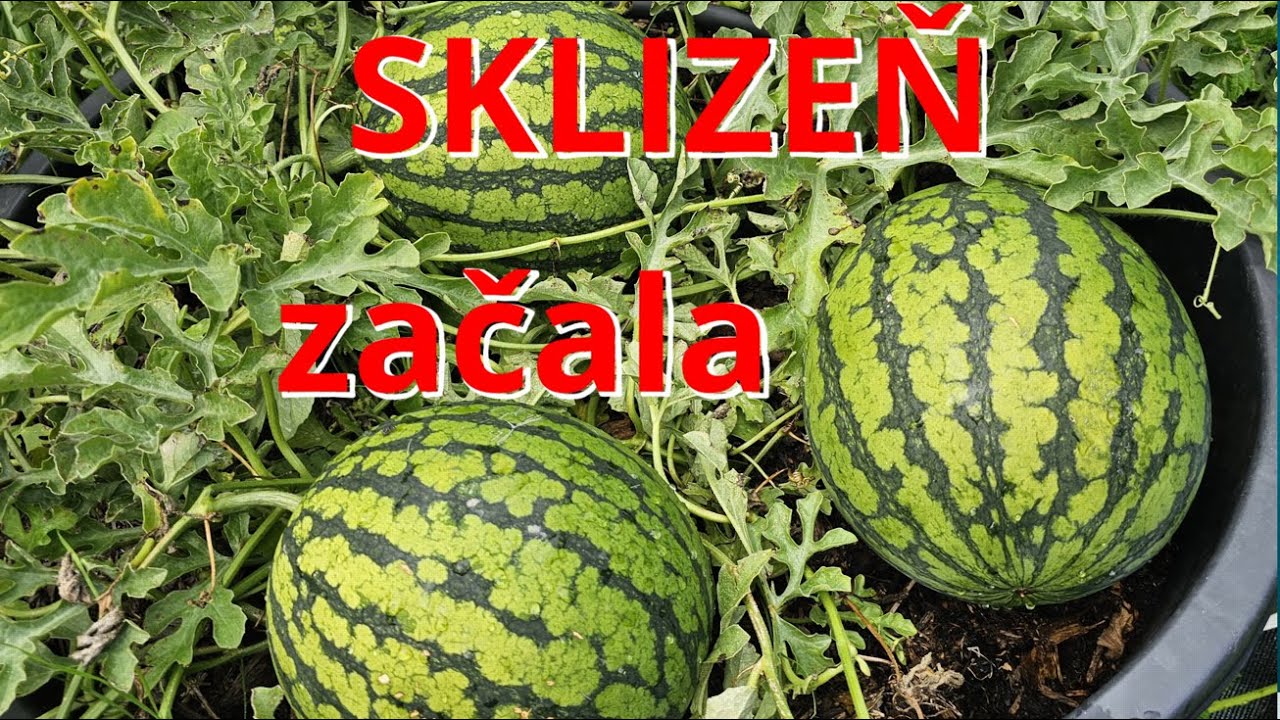 MELOUNY sklizeň 15. 8 Šumava (523 m. n. m): Bohatá úroda v bednách!