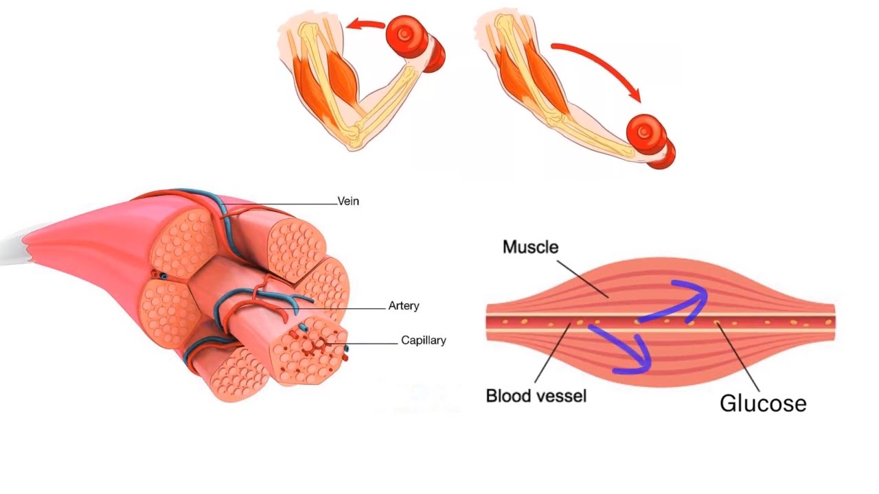 HEALTH BENEFITS OF WEIGHT LIFTING! SARCOPENIA EXPLAINED!  Resistance training and percent body fat!