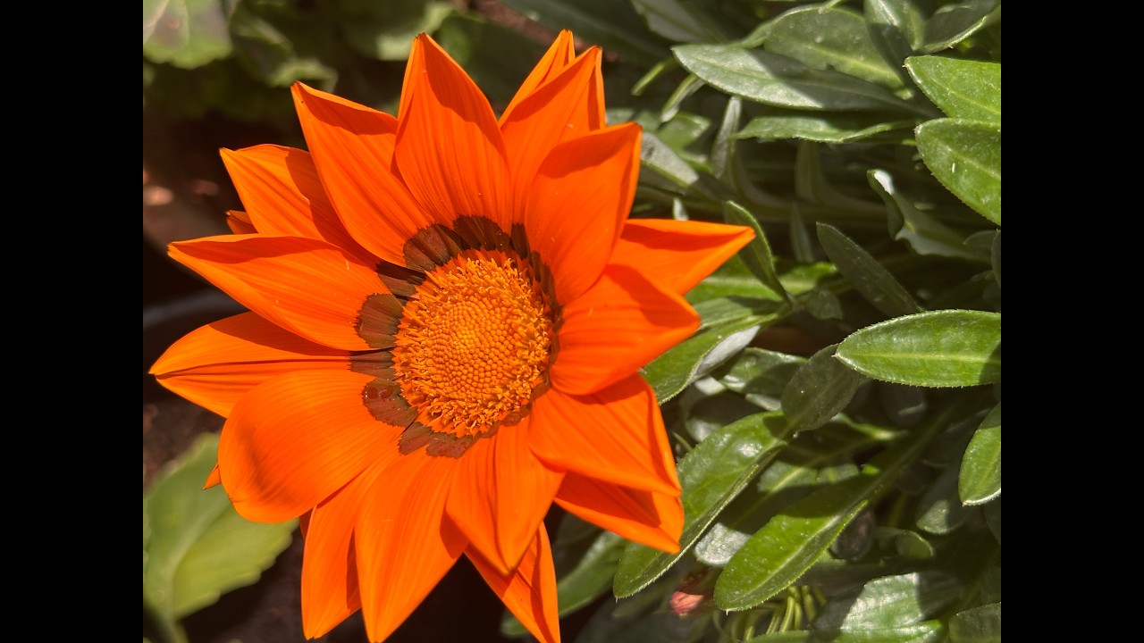 Gazania, in dialogue with the sun