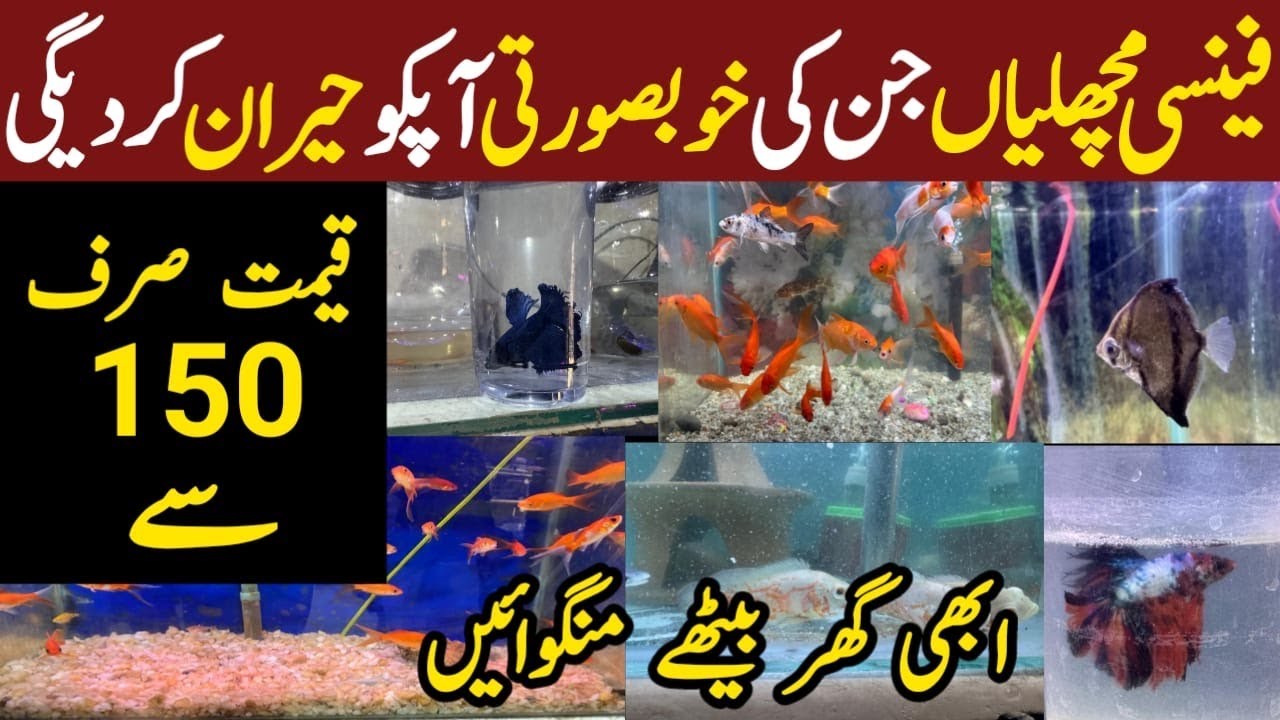 Fish Aquarium Shop | Fancy Fish Shop | Fish Aquarium Market | Imported Aquarium Fish | Fish market