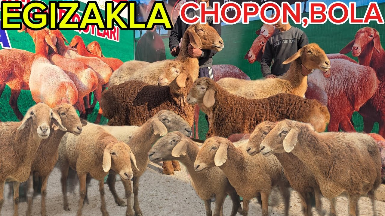 🇰🇬...CHOPON,BOLAGA 😱 ARASHAN BOGOZ SOVLIKLAR EGIZAKLAR KELDI 🔥🔥 
