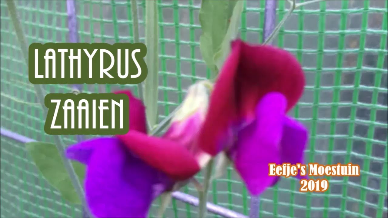 We gaan Lathyrus zaaien, deel 4 / 2019.