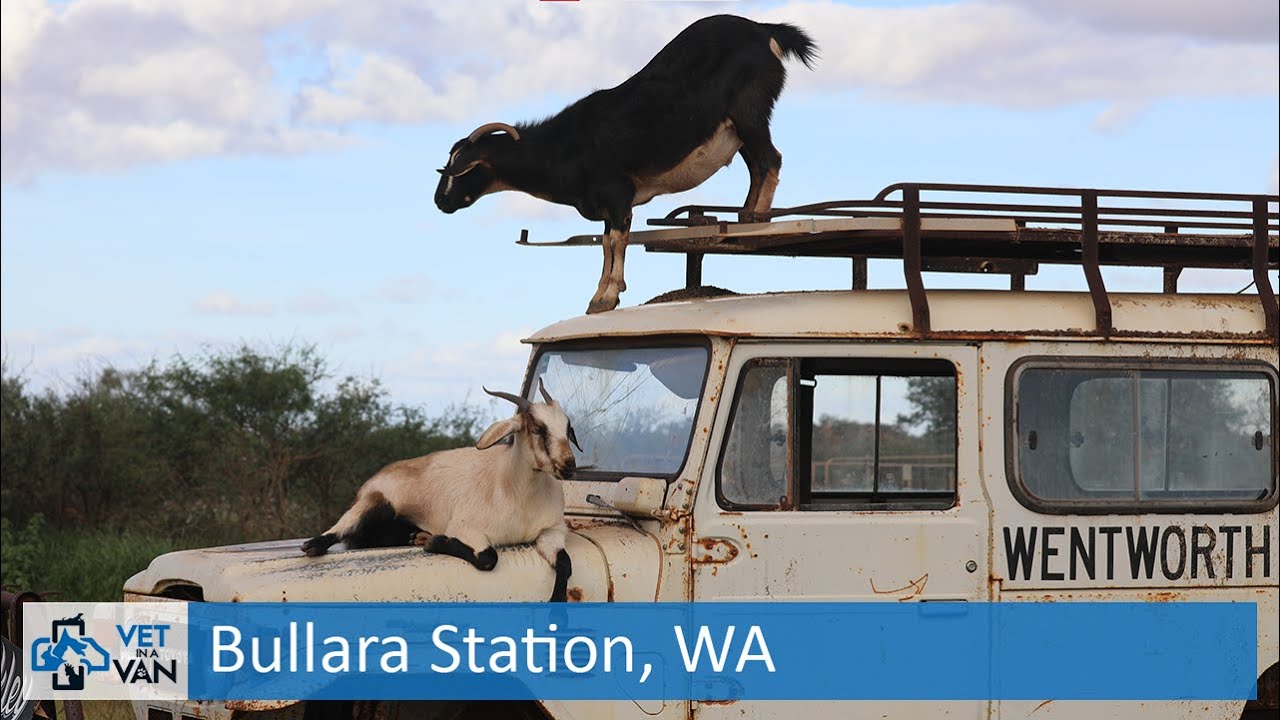 Bullara Station, WA