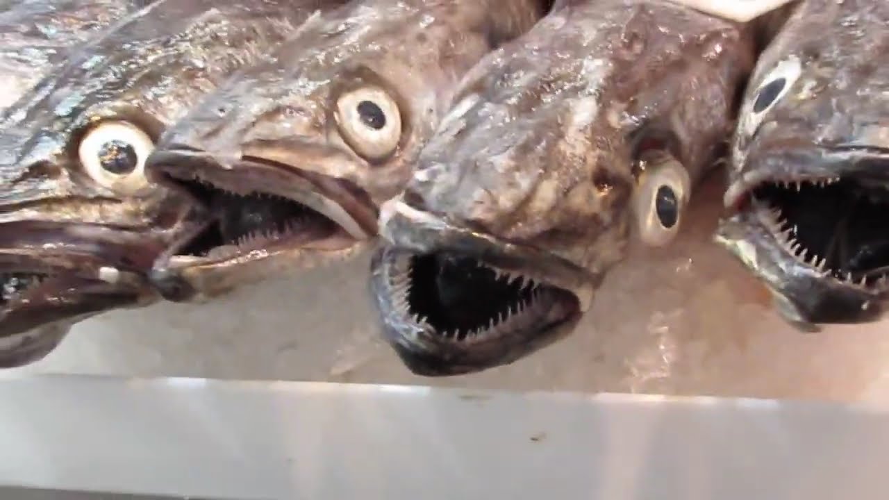 Must see Fish market at Palma de Mallorca Sea food at it's best