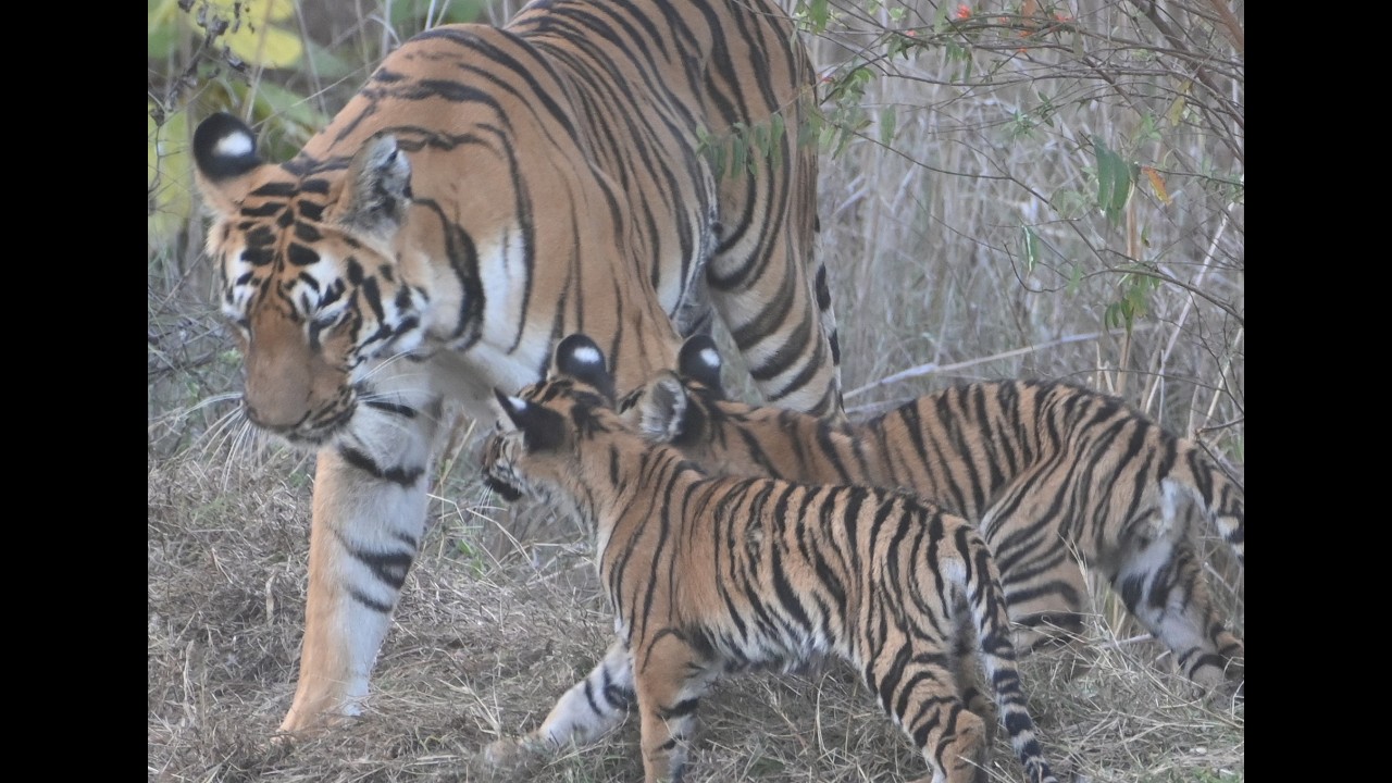 JUNA BAI : the SUPER MOM of TADOBA