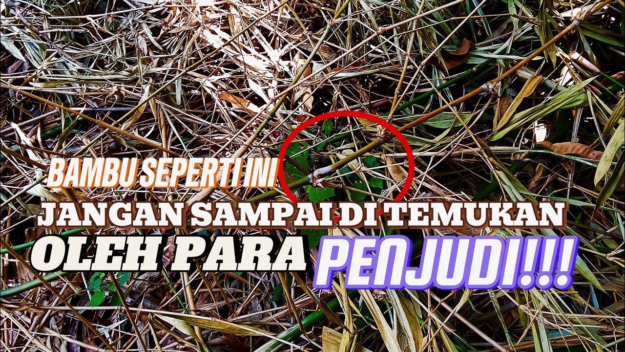 @BILA NEMU ‼️ BAMBU SEPERTI INI MAKA AMBILLAH ⁉️ JANGAN SAMPAI DI TEMUKAN PARA PENJUDI ⁉️‼️