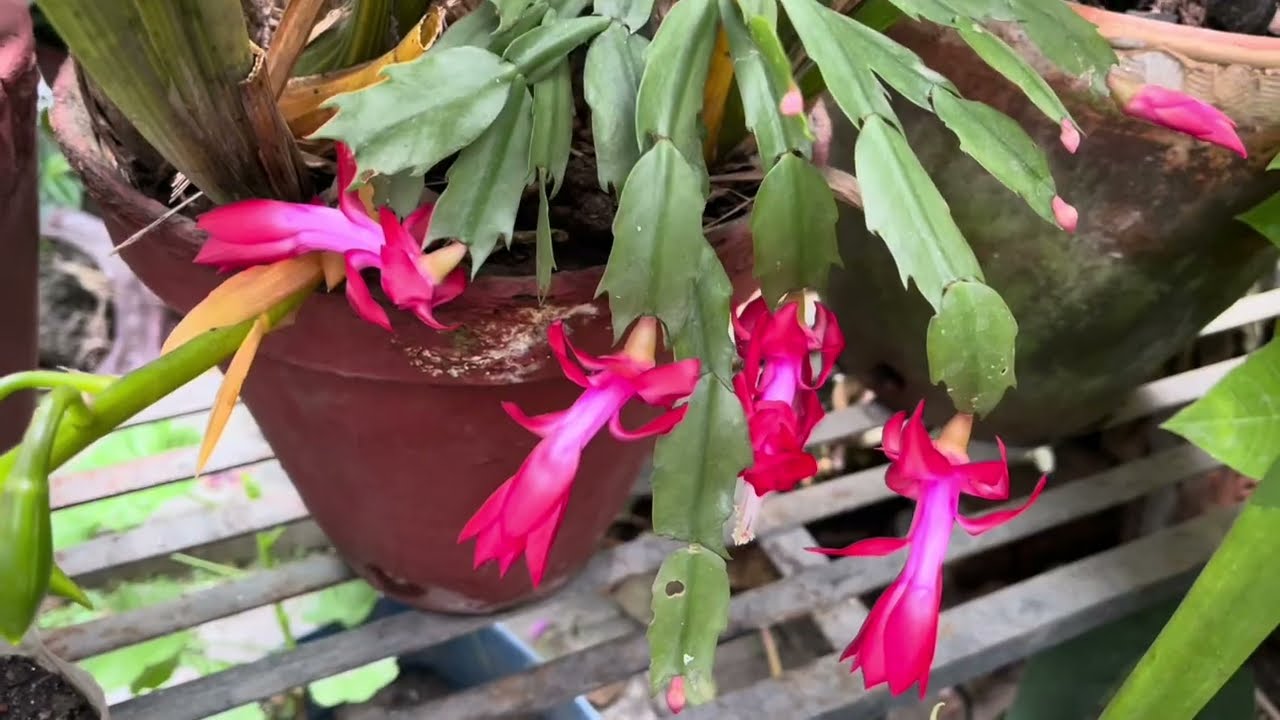 Useful tips for Christmas Cactus and how to watering it.
