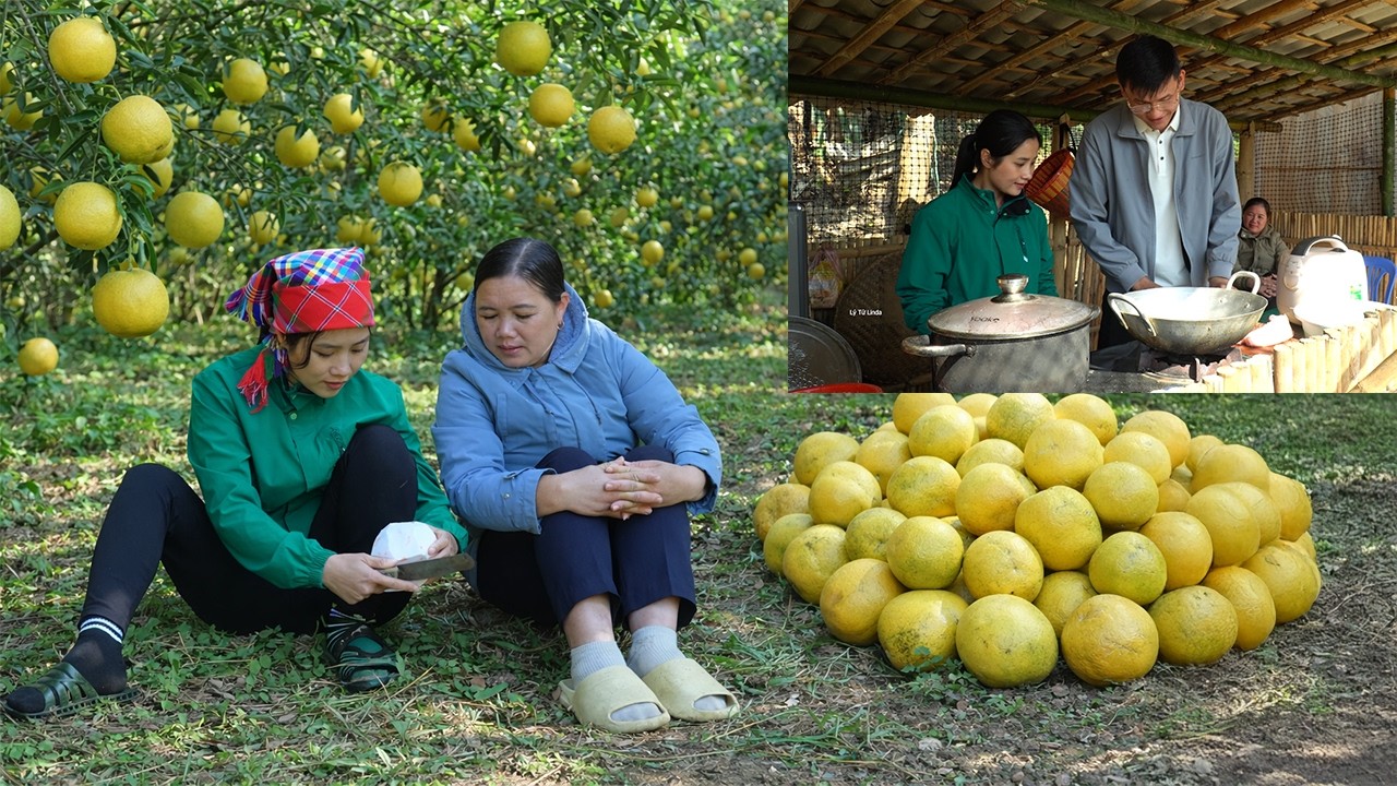 Linda And CEO Quang’s Mother Harvest Ripe Pomelos – CEO Quang Cooks With Linda For His Mother