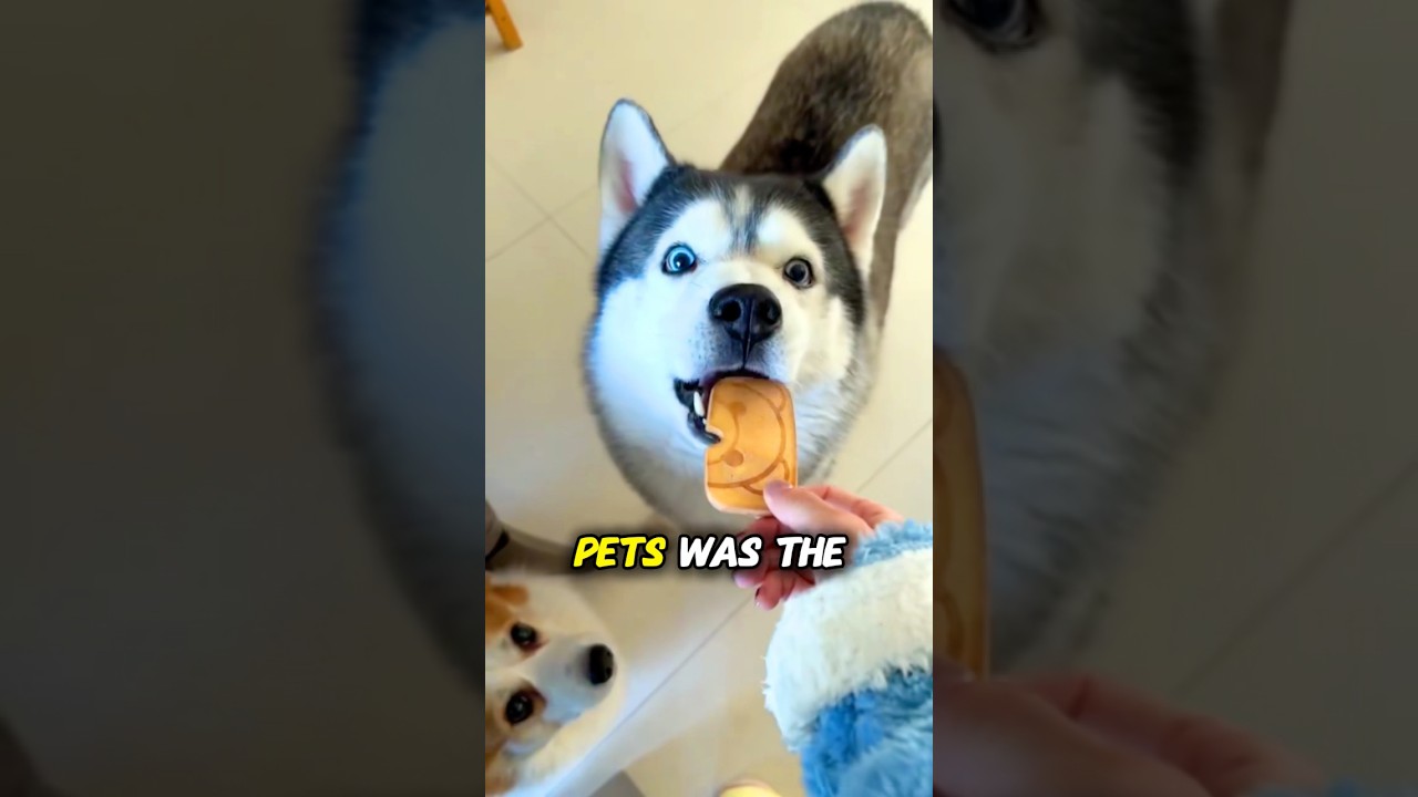 Only ONE Pet Passed the Snack Test 😳