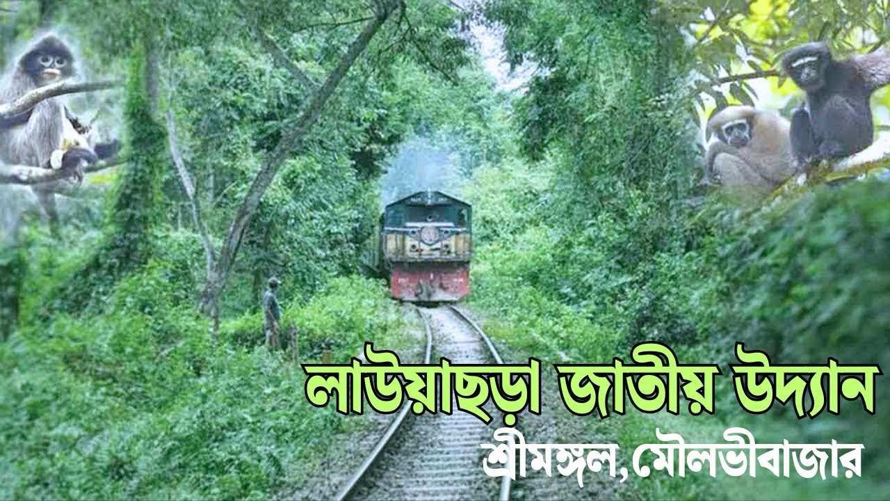 লাউয়াছড়া জাতীয় উদ্যান, শ্রীমঙ্গল মৌলভীবাজার সিলেট - Lawachara National Park, Srimangal