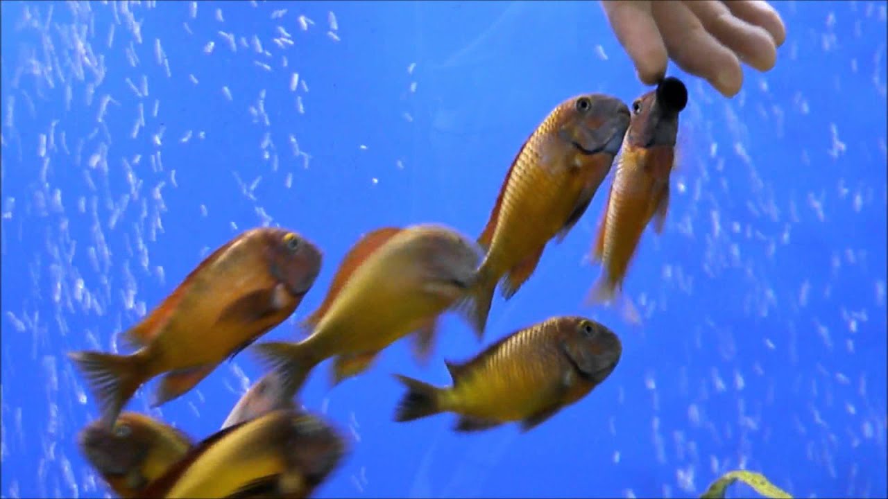 F0 Tropheus İlangi Yellow