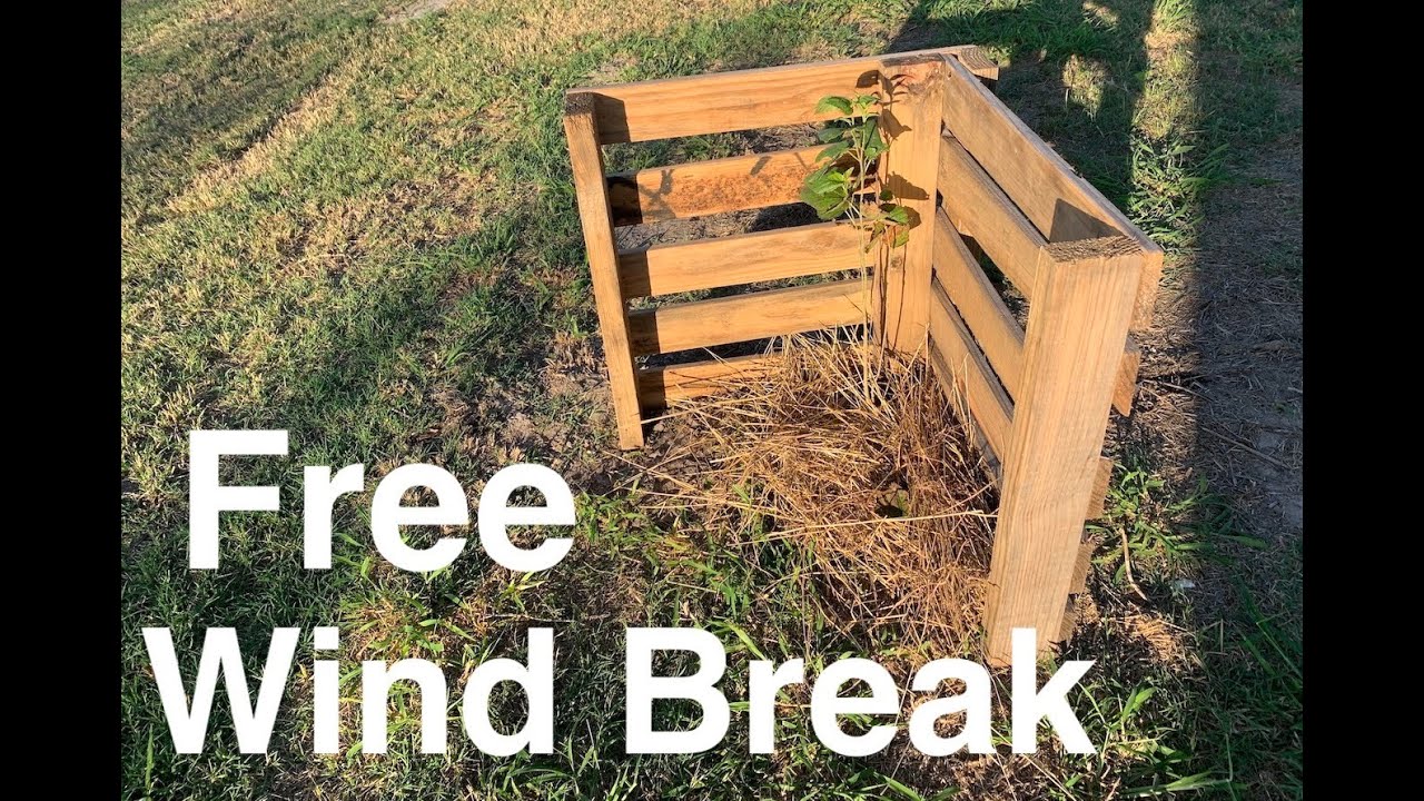 Quick Trick to Protect Small Trees from Wind || DIY Pallet Project || It Works!