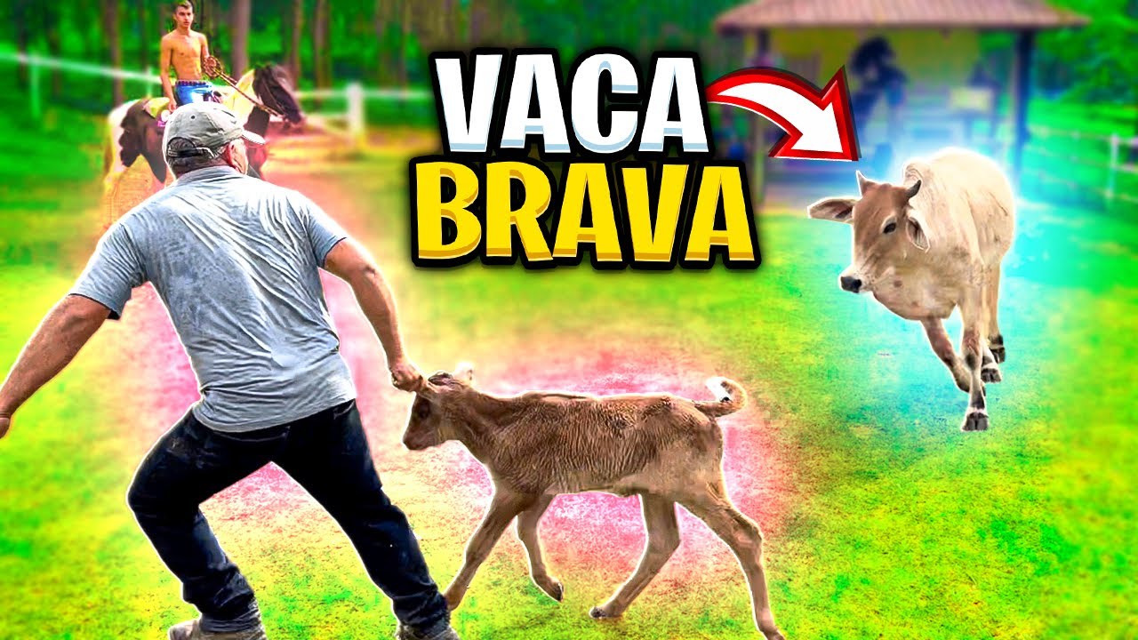 VACA BRAVA Protegendo BEZERRO